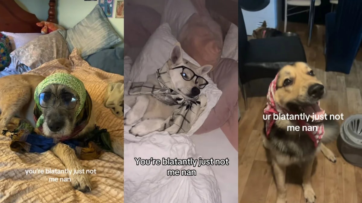 Dogs dressed as grandmothers in the 'You're blatantly just not me nan' meme