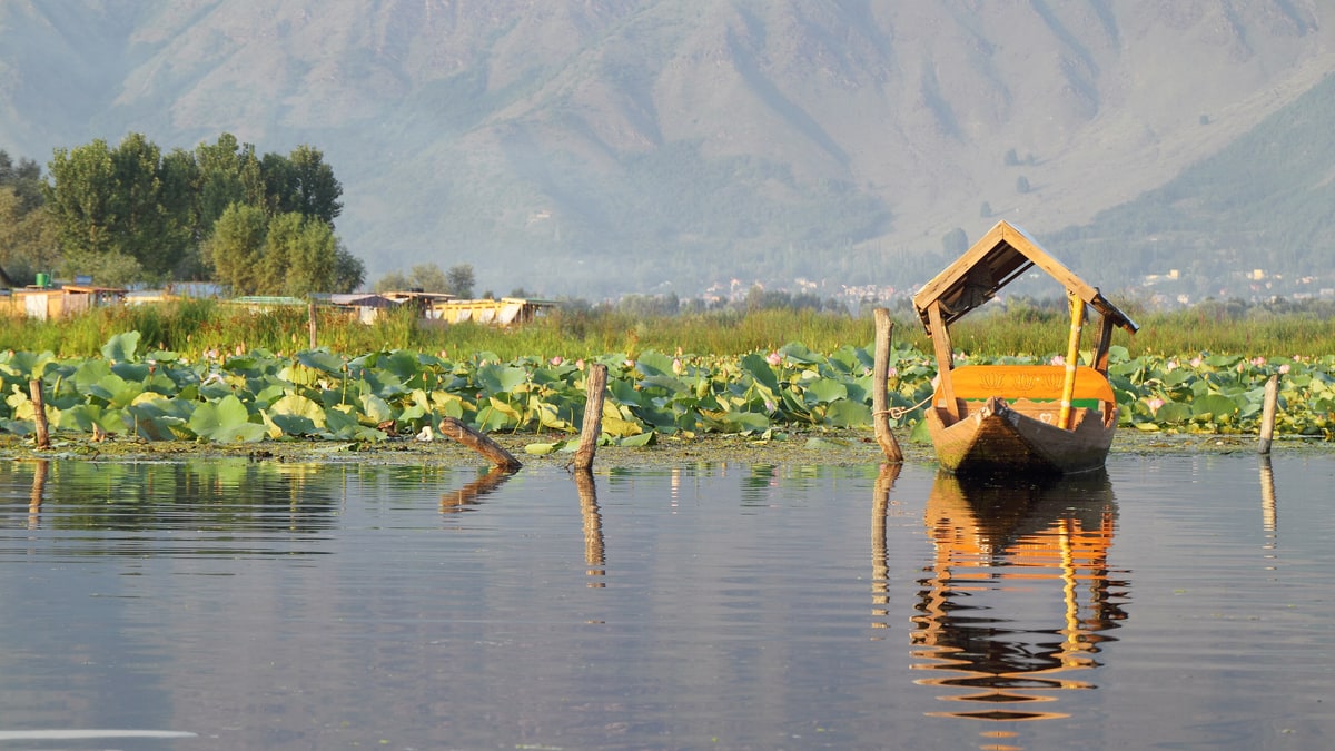 An empty shikara boat among lotus leaves on Dal Lake, Srinagar, with mountains behind