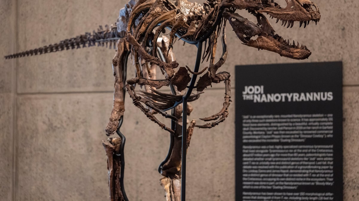The Nanotyrannus skeleton Jodi on a metal stand at Sotheby's, beside a sign reading 'Jodi the Nanotyrannus'